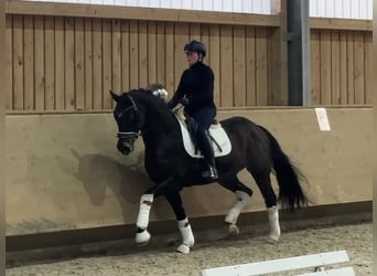 Duits sportpaard, Ruin, 4 Jaar, 161 cm, Donkerbruin