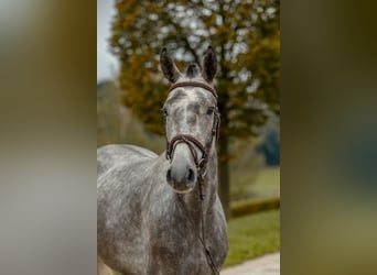 Duits sportpaard, Ruin, 4 Jaar, 161 cm, Schimmel