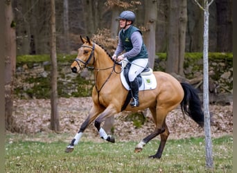 Duits sportpaard, Ruin, 4 Jaar, 162 cm, Brauner