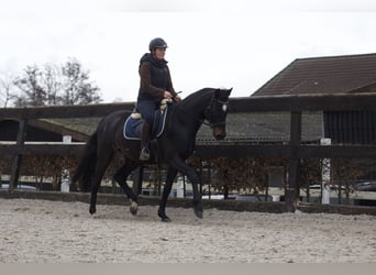 Duits sportpaard, Ruin, 4 Jaar, 162 cm, Donkerbruin