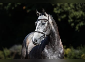 Duits sportpaard, Ruin, 4 Jaar, 162 cm, Schimmel