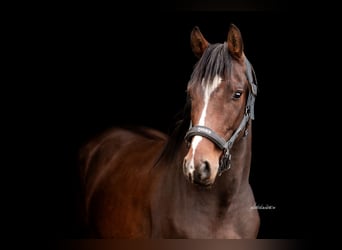 Deutsches Sportpferd, Wallach, 4 Jahre, 163 cm, Brauner