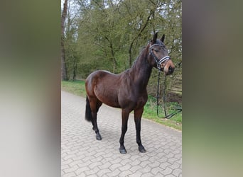 Duits sportpaard, Ruin, 4 Jaar, 163 cm, Bruin