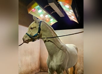 Duits sportpaard, Ruin, 4 Jaar, 163 cm, Cremello