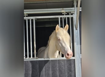 Duits sportpaard, Ruin, 4 Jaar, 163 cm, Cremello