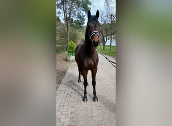 Duits sportpaard, Ruin, 4 Jaar, 163 cm, Donkerbruin