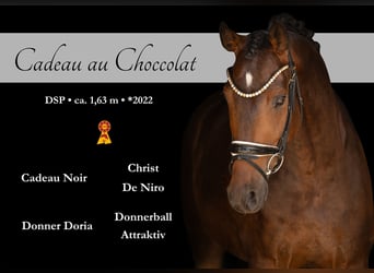 Duits sportpaard, Ruin, 4 Jaar, 163 cm, Donkerbruin