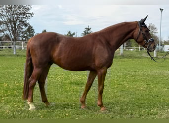 Duits sportpaard, Ruin, 4 Jaar, 163 cm, Donkere-vos