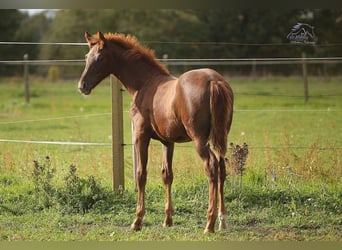 Duits sportpaard, Ruin, 4 Jaar, 163 cm, Donkere-vos