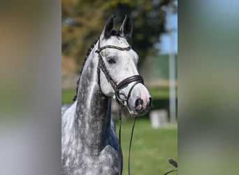 Duits sportpaard, Ruin, 4 Jaar, 163 cm, Schimmel