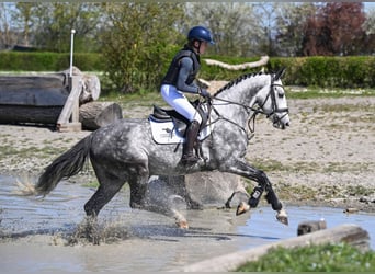 Duits sportpaard, Ruin, 4 Jaar, 163 cm, Schimmel