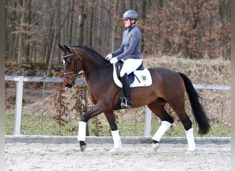 Duits sportpaard, Ruin, 4 Jaar, 164 cm, Brauner