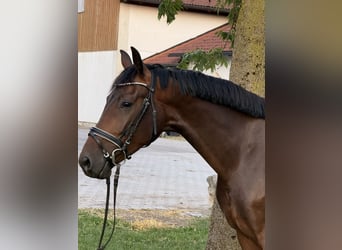 Duits sportpaard, Ruin, 4 Jaar, 164 cm, Bruin