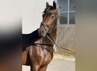 Duits sportpaard, Ruin, 4 Jaar, 164 cm, Donkerbruin