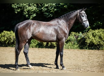 Duits sportpaard, Ruin, 4 Jaar, 164 cm, Schimmel