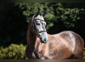 Duits sportpaard, Ruin, 4 Jaar, 164 cm, Schimmel