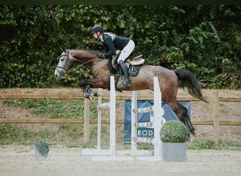 Duits sportpaard, Ruin, 4 Jaar, 164 cm, Schimmel