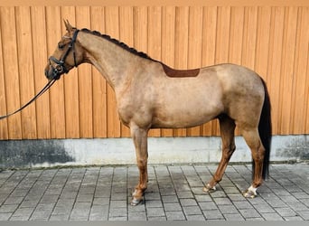 Duits sportpaard, Ruin, 4 Jaar, 164 cm, Vos