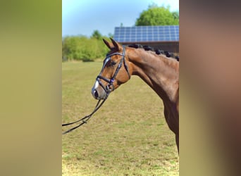 Duits sportpaard, Ruin, 4 Jaar, 165 cm, Bruin