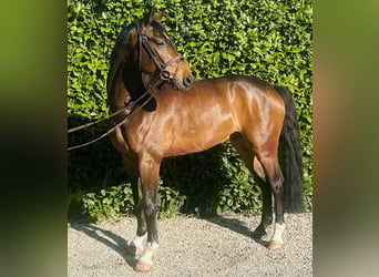 Duits sportpaard, Ruin, 4 Jaar, 165 cm, Bruin