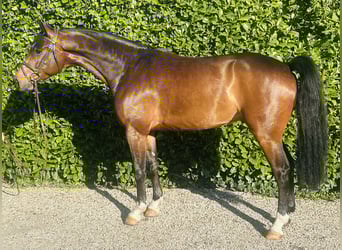 Duits sportpaard, Ruin, 4 Jaar, 165 cm, Bruin