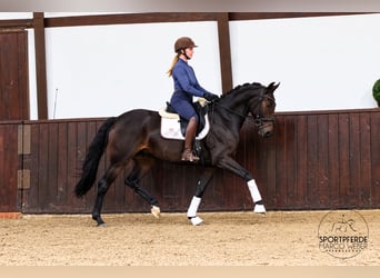 Duits sportpaard, Ruin, 4 Jaar, 165 cm, Donkerbruin
