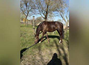 Duits sportpaard, Ruin, 4 Jaar, 165 cm, Donkere-vos