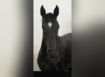 Duits sportpaard, Ruin, 4 Jaar, 165 cm, Zwart