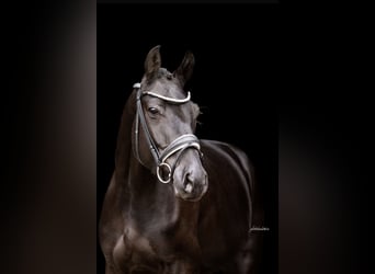 Duits sportpaard, Ruin, 4 Jaar, 165 cm, Zwart