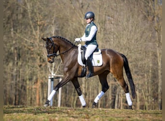 Duits sportpaard, Ruin, 4 Jaar, 165 cm, Zwartbruin