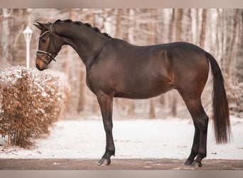 Duits sportpaard, Ruin, 4 Jaar, 165 cm, Zwartbruin