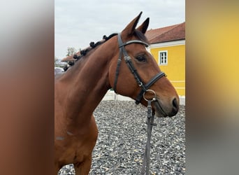 Duits sportpaard, Ruin, 4 Jaar, 166 cm, Bruin