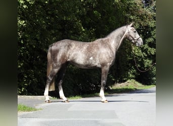 Duits sportpaard, Ruin, 4 Jaar, 166 cm, Schimmel