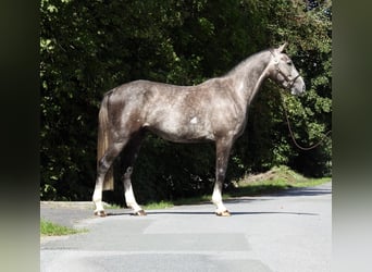 Duits sportpaard, Ruin, 4 Jaar, 166 cm, Schimmel