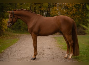 Duits sportpaard, Ruin, 4 Jaar, 166 cm, Vos