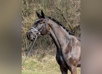 Duits sportpaard, Ruin, 4 Jaar, 166 cm, Zwart