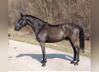 Duits sportpaard, Ruin, 4 Jaar, 166 cm, Zwart