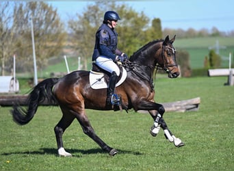 Duits sportpaard, Ruin, 4 Jaar, 167 cm, Bruin
