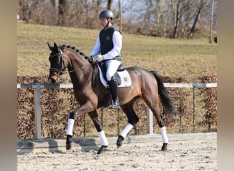 Duits sportpaard, Ruin, 4 Jaar, 167 cm, Donkerbruin