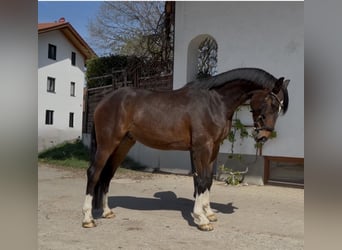 Duits sportpaard, Ruin, 4 Jaar, 167 cm, Donkerbruin