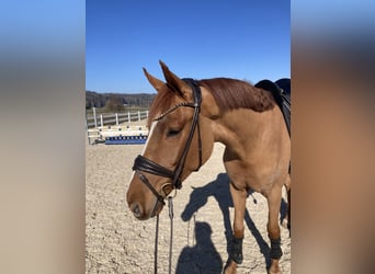 Duits sportpaard, Ruin, 4 Jaar, 167 cm, Donkere-vos