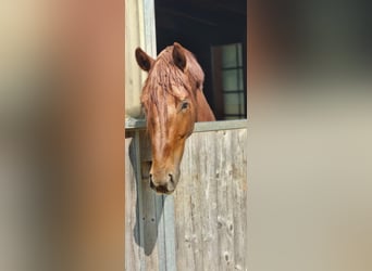 Duits sportpaard, Ruin, 4 Jaar, 167 cm, Donkere-vos