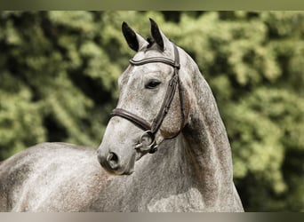 Duits sportpaard, Ruin, 4 Jaar, 167 cm, Schimmel