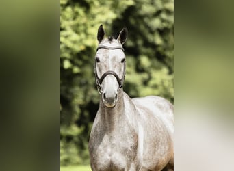 Duits sportpaard, Ruin, 4 Jaar, 167 cm, Schimmel