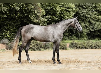 Duits sportpaard, Ruin, 4 Jaar, 167 cm, Schimmel