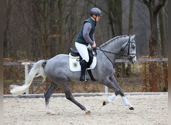 Duits sportpaard, Ruin, 4 Jaar, 167 cm, Schimmel