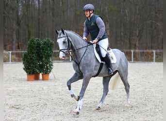 Duits sportpaard, Ruin, 4 Jaar, 167 cm, Schimmel