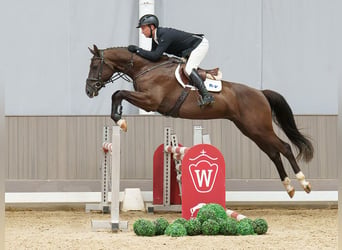 Duits sportpaard, Ruin, 4 Jaar, 167 cm, Zwart