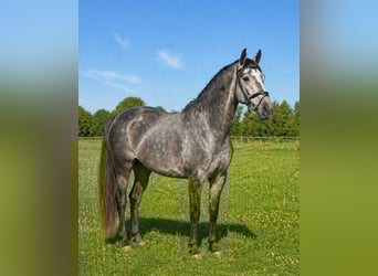 Duits sportpaard, Ruin, 4 Jaar, 168 cm, Appelschimmel