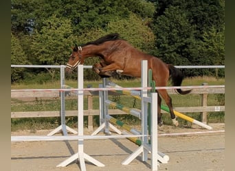 Duits sportpaard, Ruin, 4 Jaar, 168 cm, Brauner